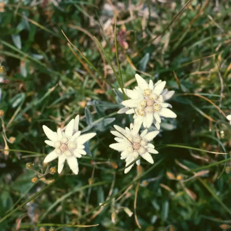Edelweiss plants growing in alpine meadow
