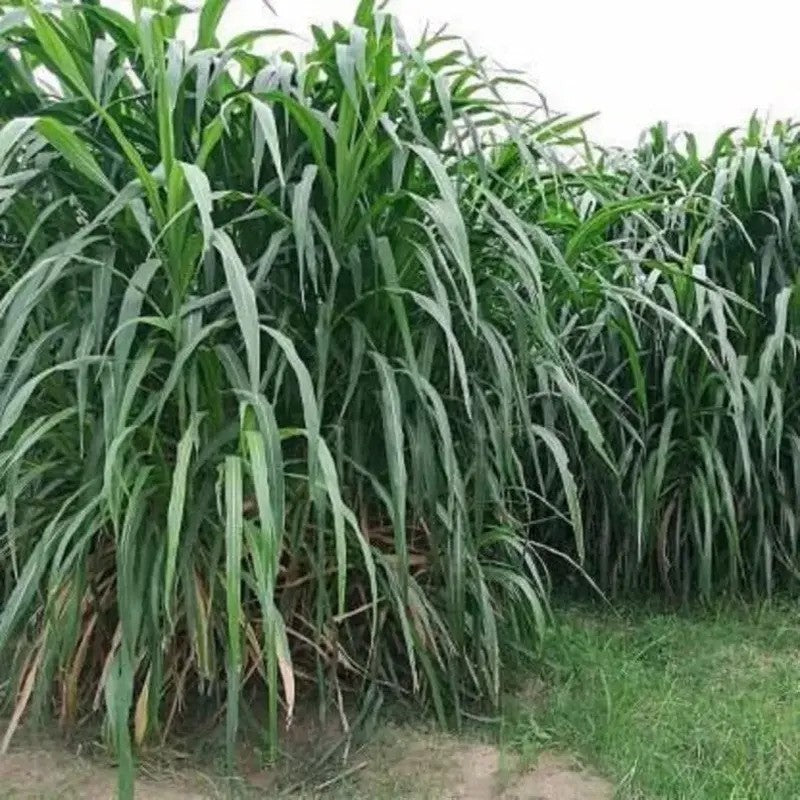 Elephant Grass Seeds – The Tallest Grass in the World!