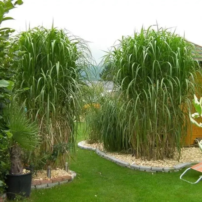 Elephant Grass Seeds – The Tallest Grass in the World!