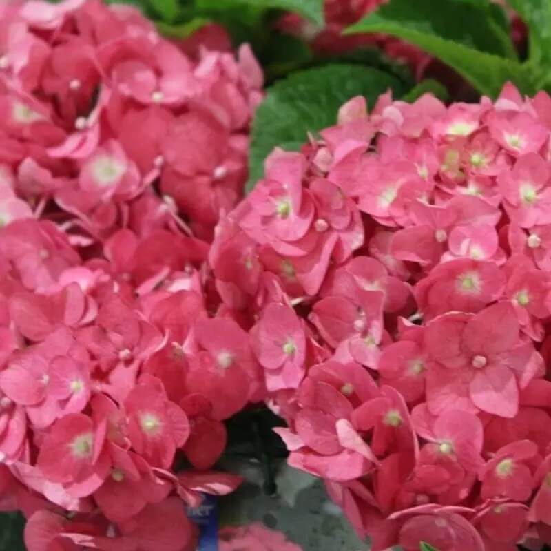 5 Hydrangea Seeds β Garden-Ready Perennial Beauty