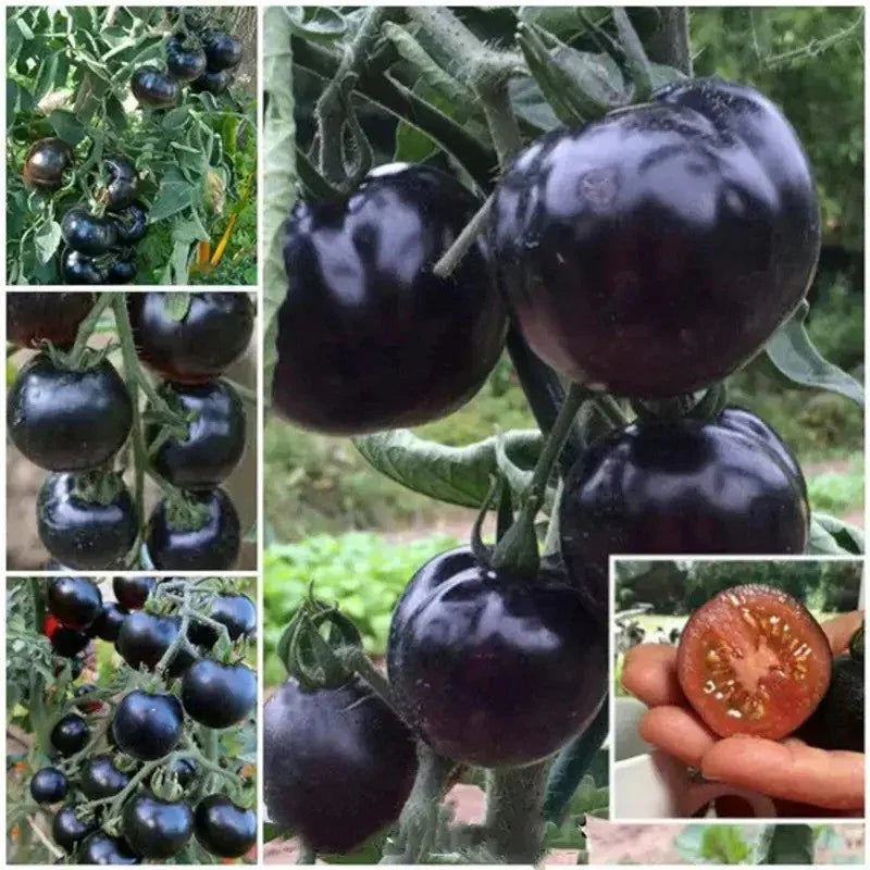 Collage of European Black Cherry Tomatoes with sliced fruit showing rich interior