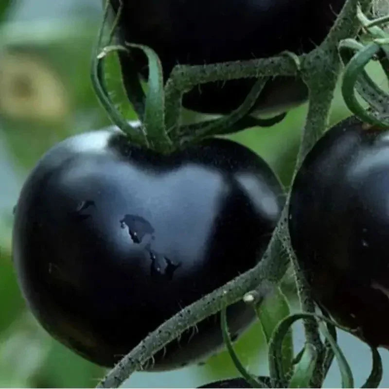 Single ripe Black Cherry Tomato with smooth dark-purple skin