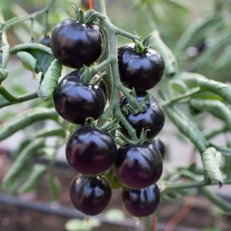 Cluster of Black Cherry Tomatoes ripening on the vine