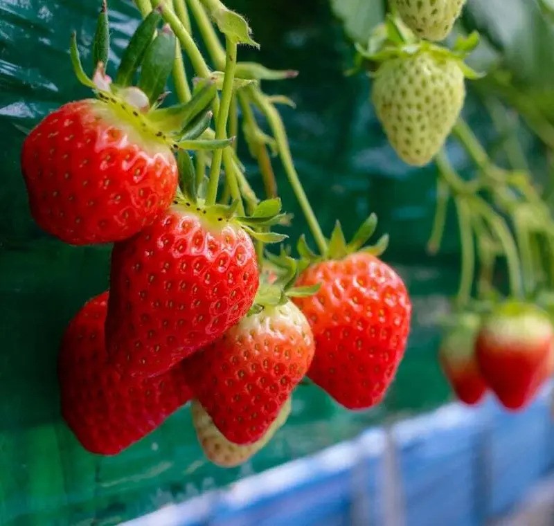 Everbearing strawberry plants with ripe and unripe berries growing on vertical trellis
