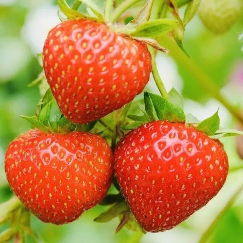 Close-up of ripe red everbearing strawberries growing on vine in a garden setting