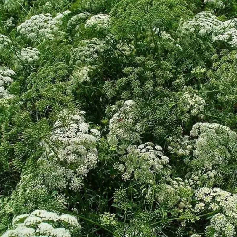 Dense growth of Bishop’s Flower plants with white umbel flowers and fine green foliage in full bloom