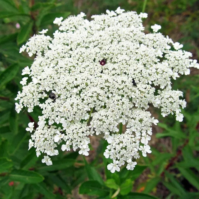 Close-up of Bishop’s Flower (Ammi majus) white lace-like bloom attracting pollinators in a garden