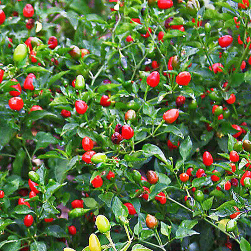 20 Fire Cracker Pepper Seeds
