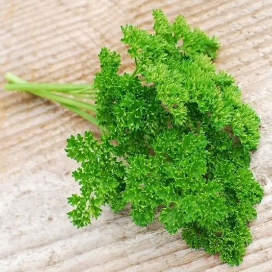 Forest Green Parsley Seeds | Heirloom β’ NON-GMO β’ Fresh Garden Seeds