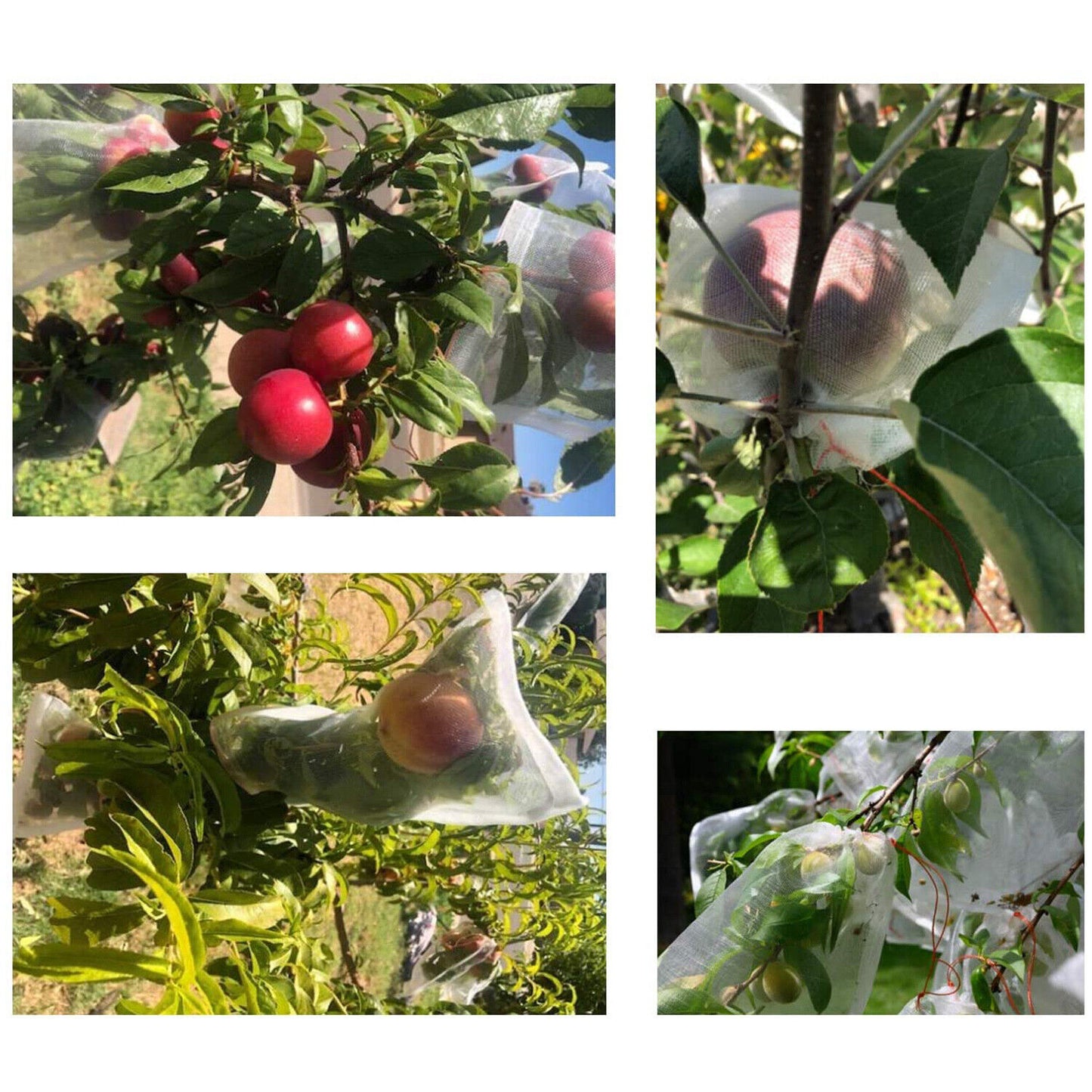 Fruit protection mesh bags covering plums and peaches on tree branches in a garden setting