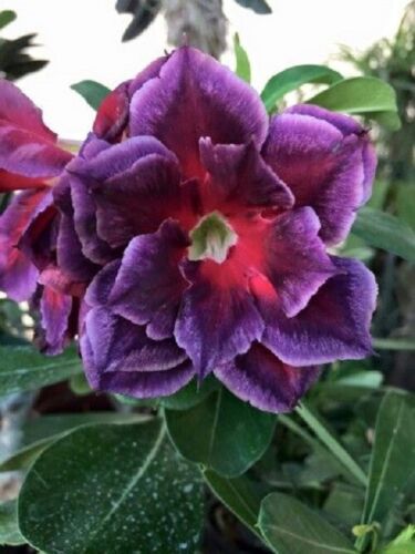 4 Desert Rose Seeds - Adenium Obesum