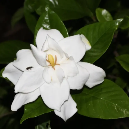 150 Gardenia Jasminoides Seeds | Cape Jasmine Fragrant Evergreen Shrub