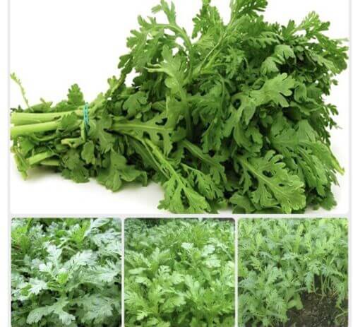 1500 Garland Chrysanthemum Seeds