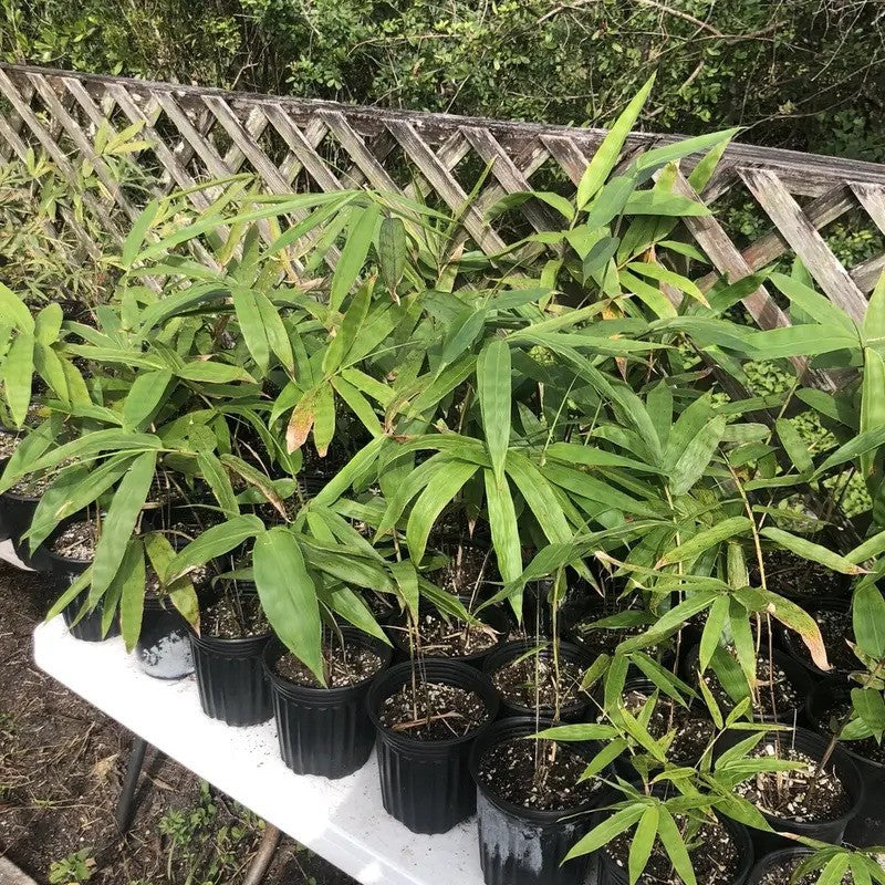 Healthy Giant Bamboo seedlings in nursery pots β ideal for planting privacy screens or large landscapes.