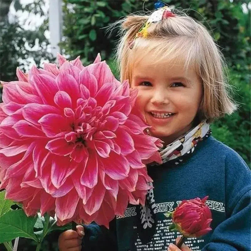 100 Giant Dahlia Dinner Plate Flower Seeds