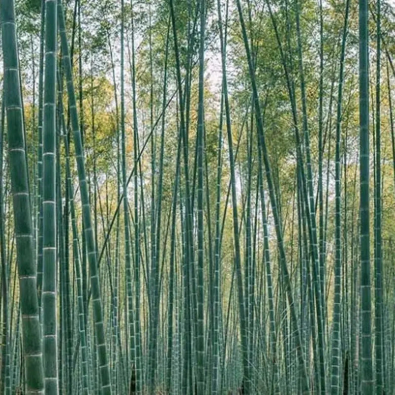 60 Moso King Bamboo Seeds