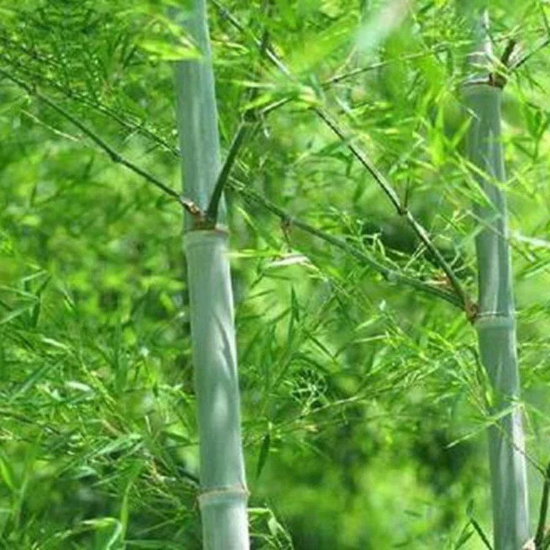 Close-up of strong green Moso bamboo culms with fresh leaves