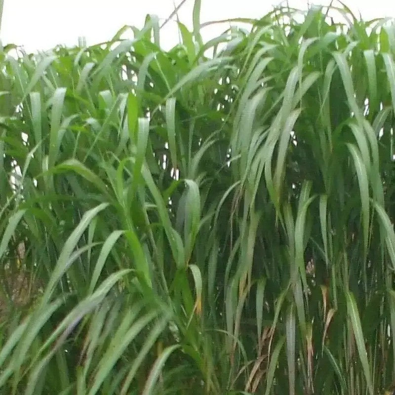 100 Giant Skyscraper Grass Seeds