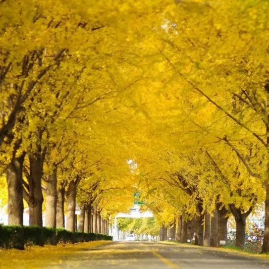 Ginkgo Biloba Tree Seeds – Maidenhair Tree