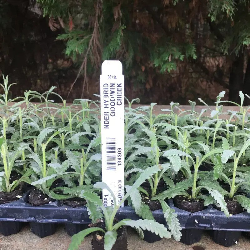 Lavender Live Plants – Fragrant Spa Herb | Well-Rooted Plugs