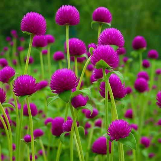 200 Gomphrena Globosa Seeds