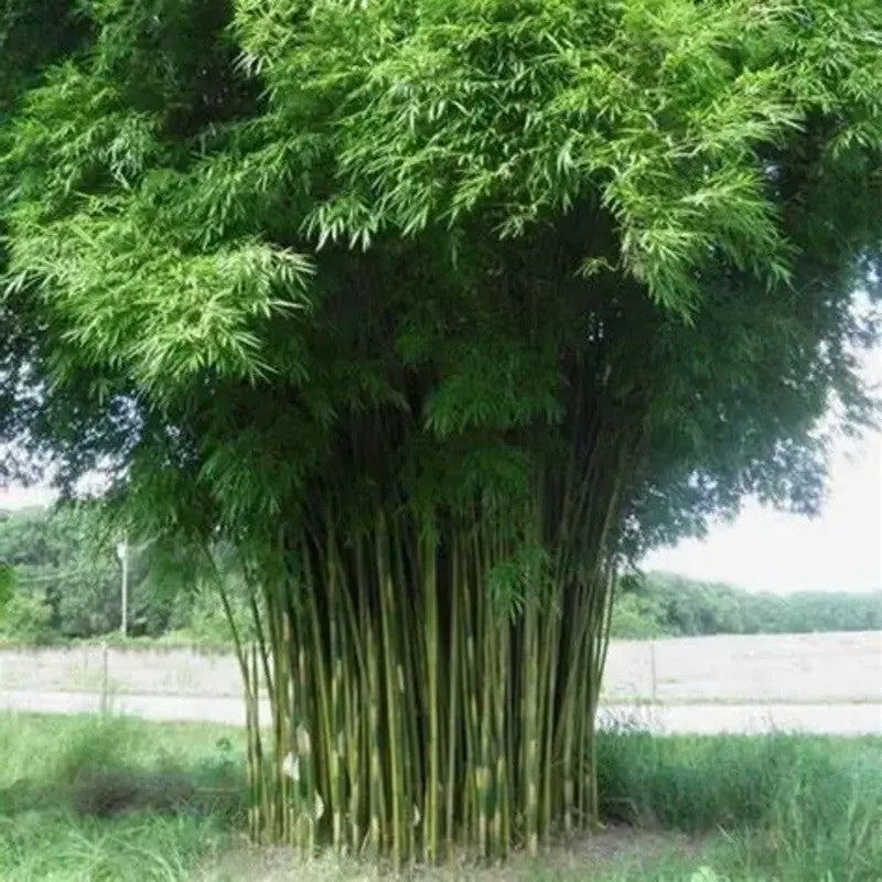 Graceful Bamboo Seeds – Fast-Growing Non-Invasive Privacy Hedge Plant