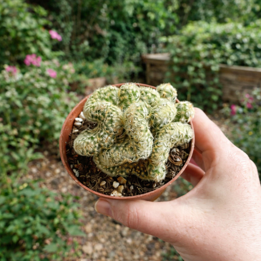 10 Green Brain Cactus Seeds