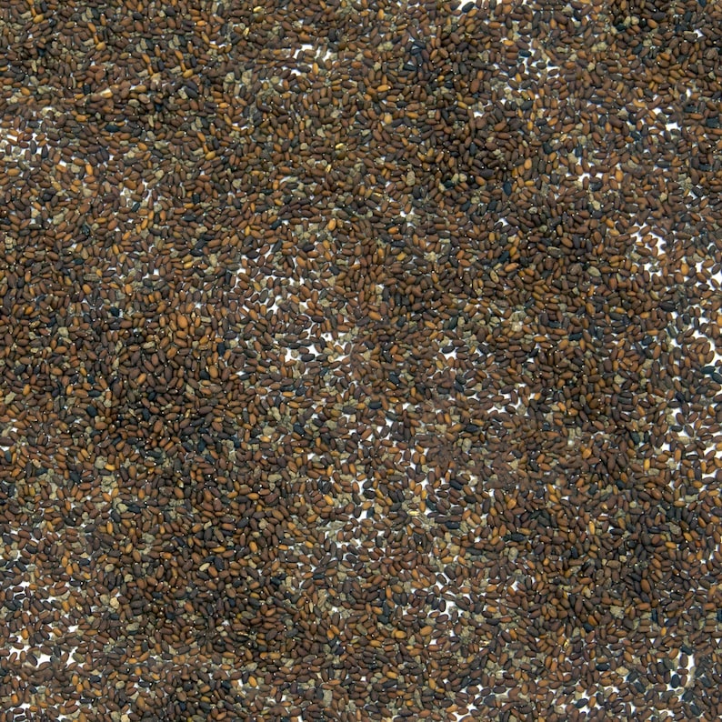 10 Ground Ivy Seeds – Glechoma hederacea | Hardy Perennial Groundcover