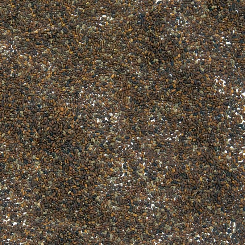 10 Ground Ivy Seeds – Glechoma hederacea | Hardy Perennial Groundcover