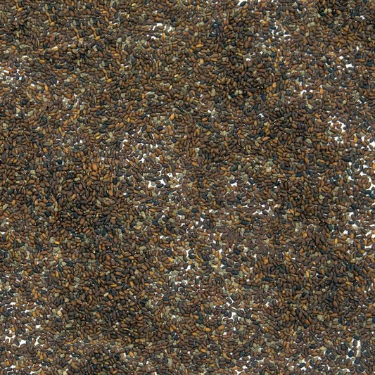 10 Ground Ivy Seeds β Glechoma hederacea | Hardy Perennial Groundcover