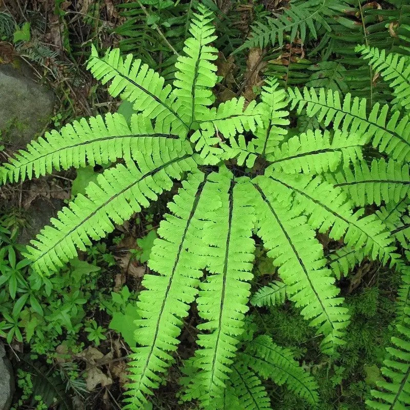1 Hardy Northern Maidenhair Fern - Adiantum pedatum in 4" Pot