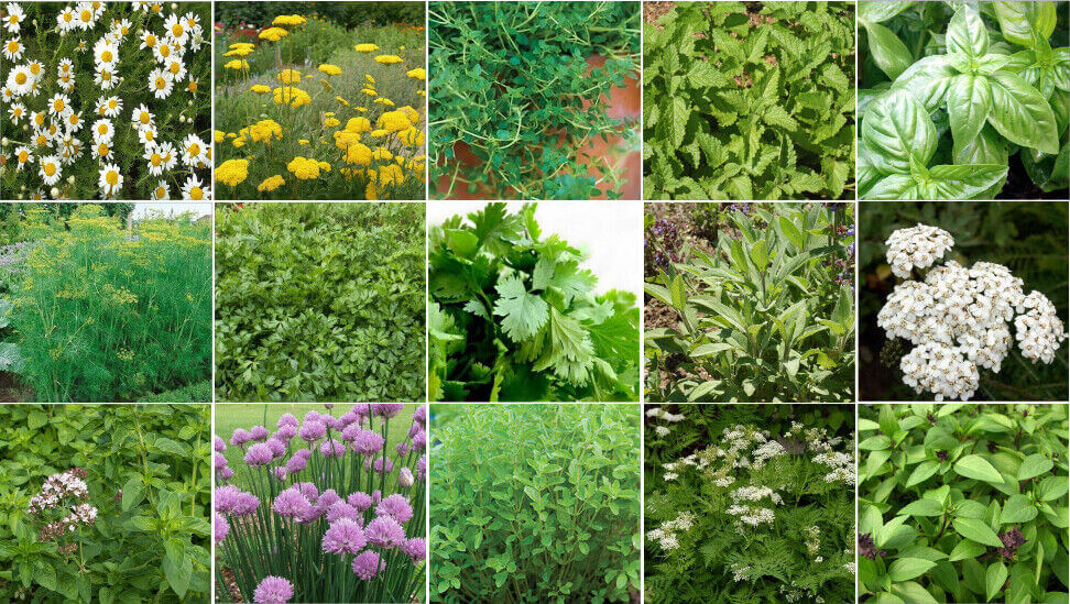 5500 Herb Seeds Collection kit (15 Different)