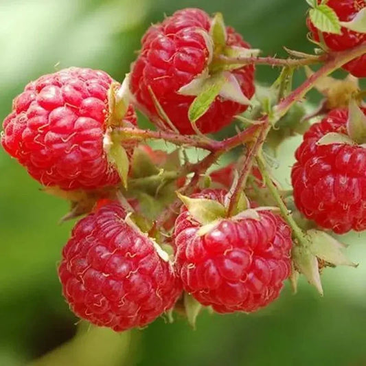 Close-up of red raspberries on a branch with a blurred green background