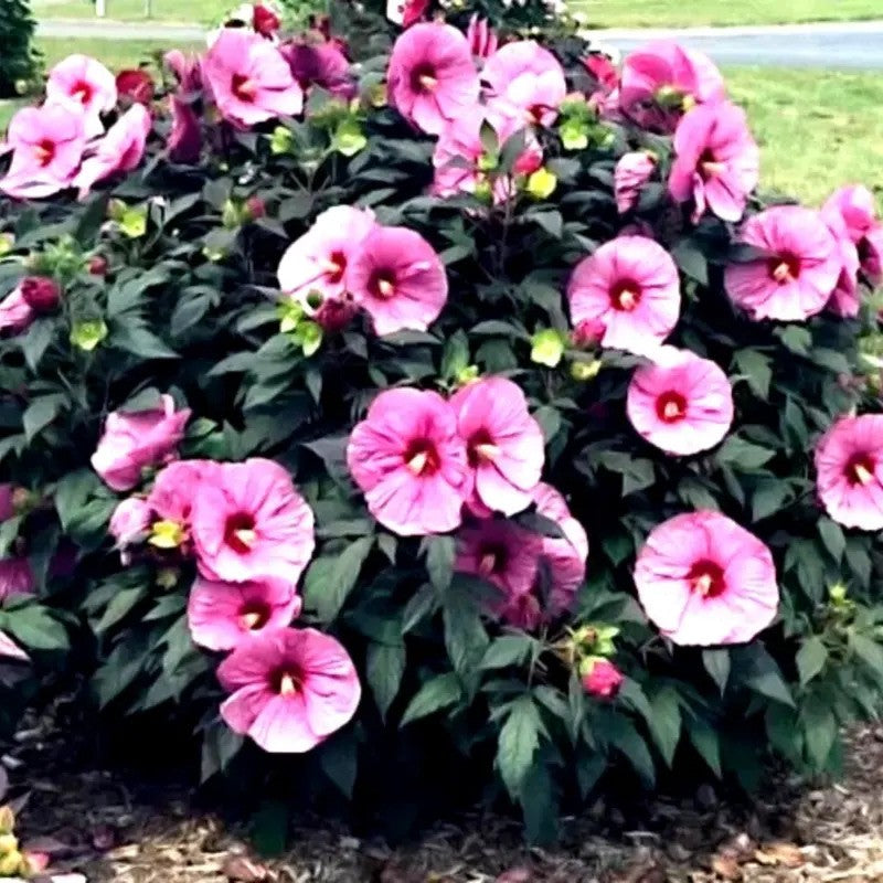 20 Rare Hibiscus Flower Seeds – Exotic Blooms for Tropical Beauty
