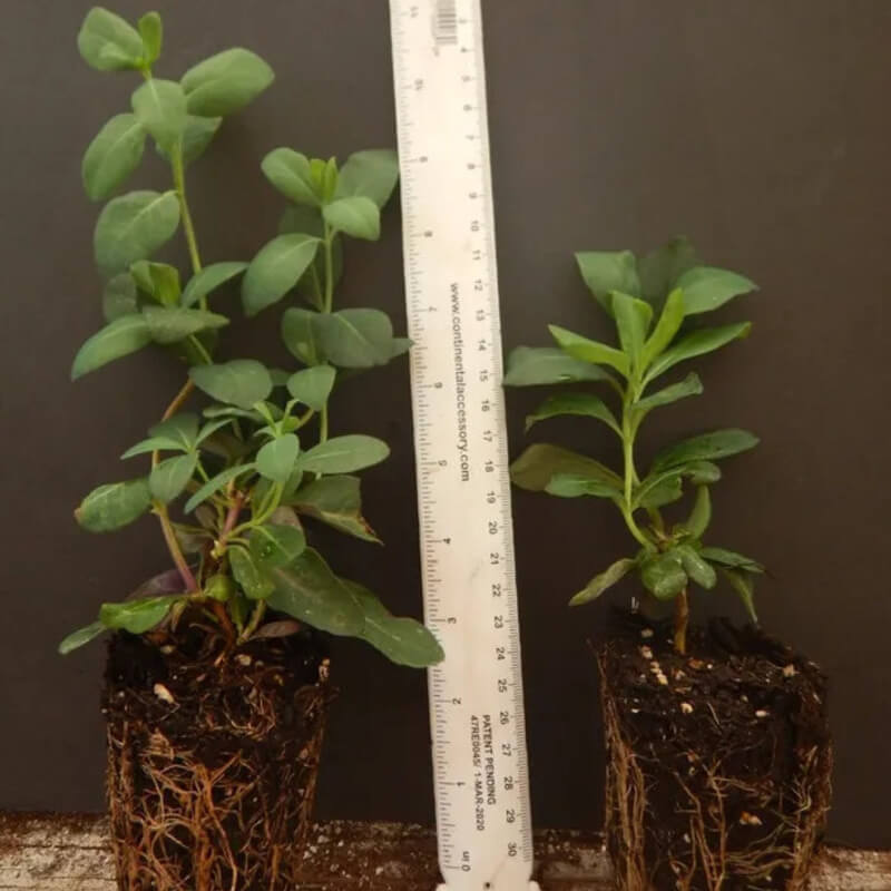 1 Peaches & Cream Honeysuckle Vine - Rooted Starter Plant