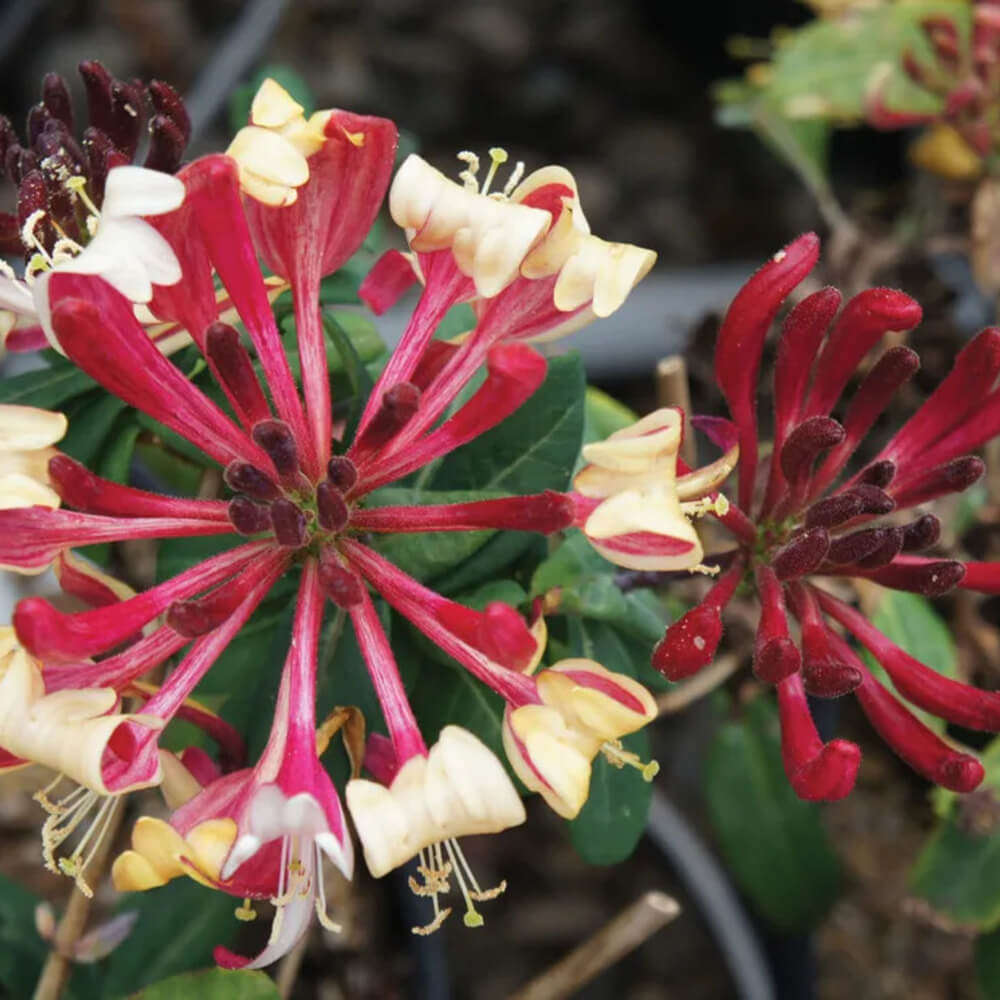 1 Peaches & Cream Honeysuckle Vine - Rooted Starter Plant
