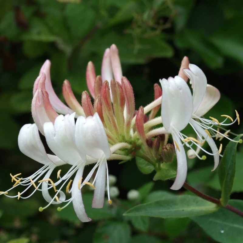 60 Honeysuckle Seeds โ Fragrant Climbing Vine
