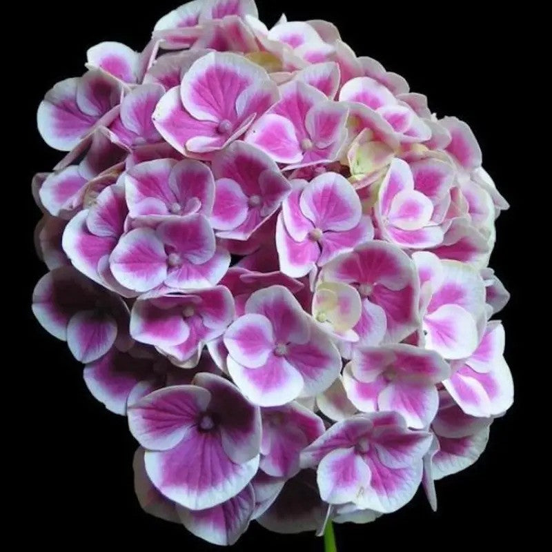 Close-up of a pink and white bicolor hydrangea flower cluster with vibrant petals and soft white edges against a black background