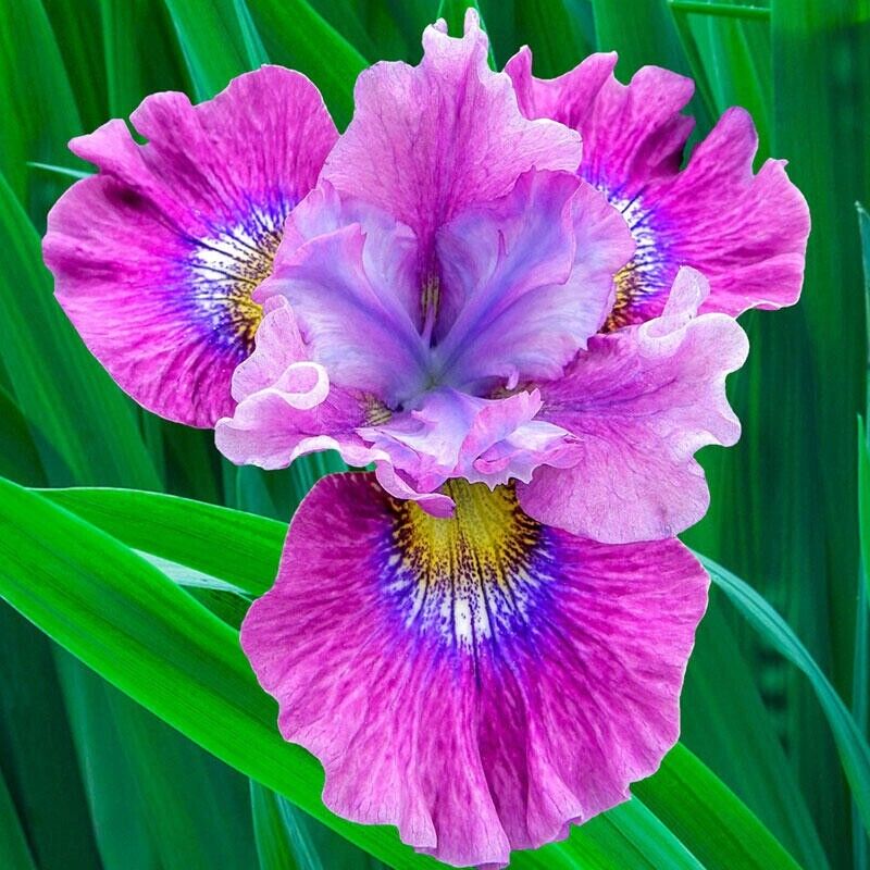 20 Iris Flower Seeds – Rare Mix of Exotic Colors