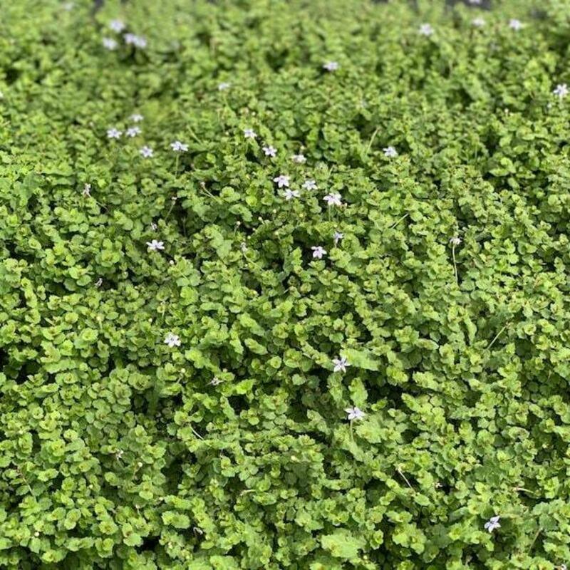 Dense green ground cover of Blue Star Creeper with small pale blue flowers