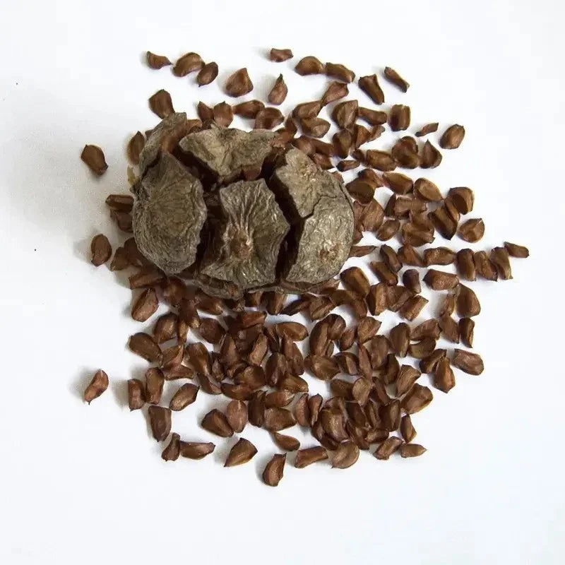 Buckwheat groats on a white background