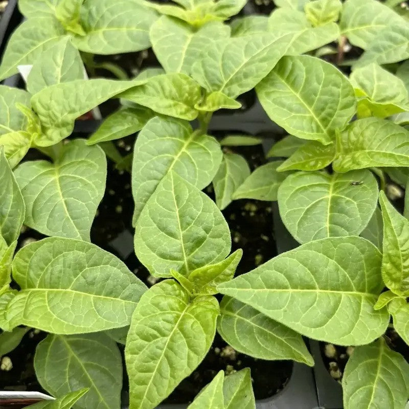 3 Yellow Jamaican Scotch Bonnet Super Hot Pepper Live Plants