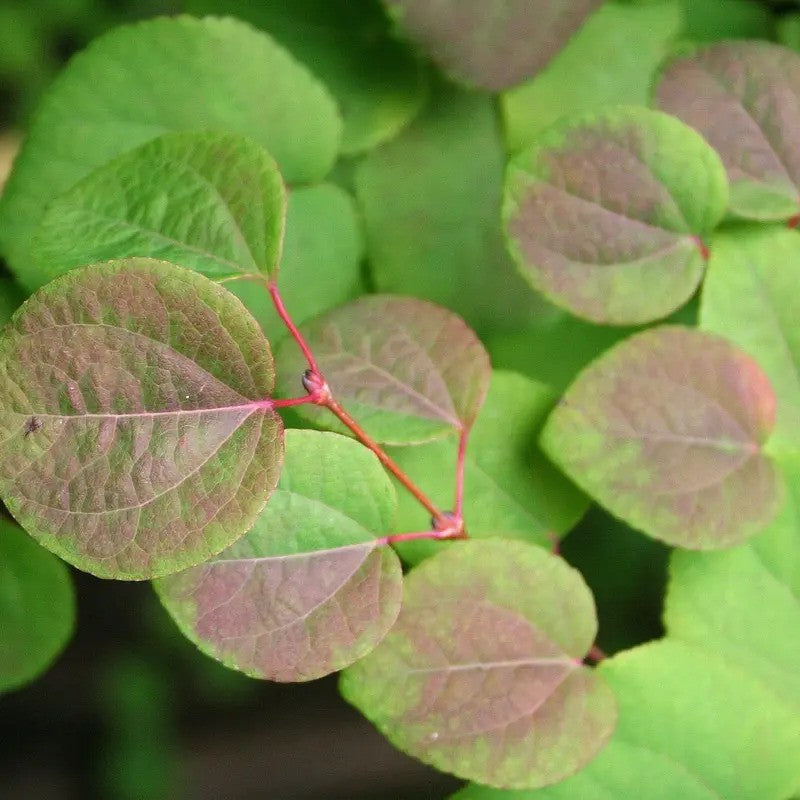 Close-up of green leaves with pinkish veins