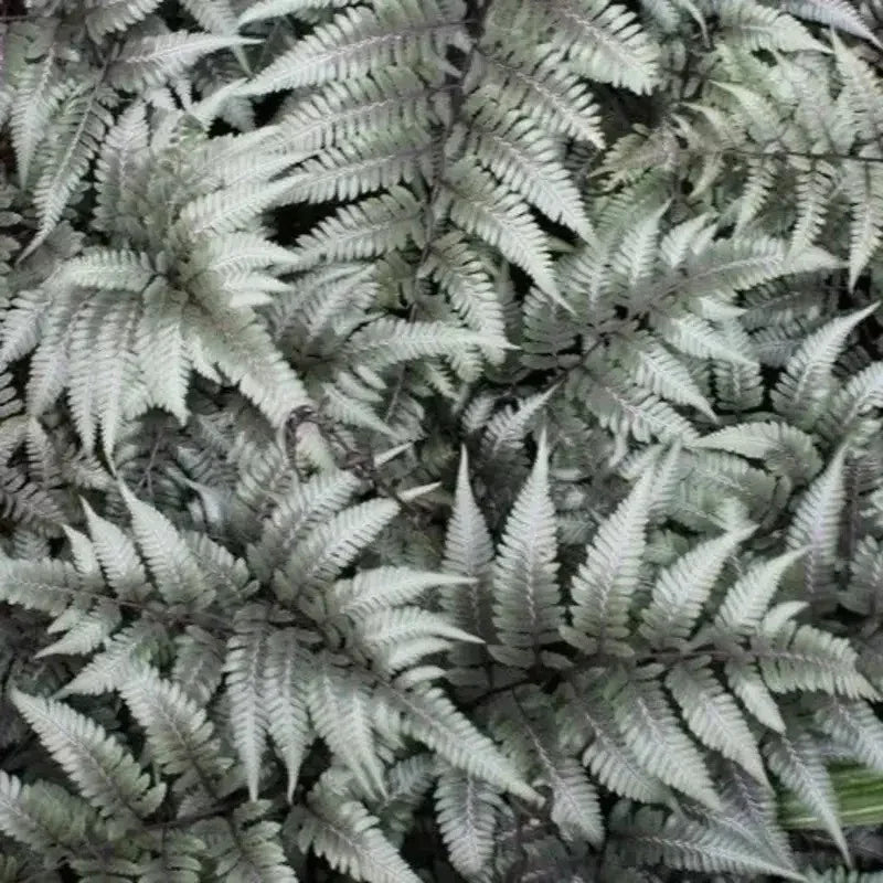 500 Japanese Painted Fern Spores Seeds