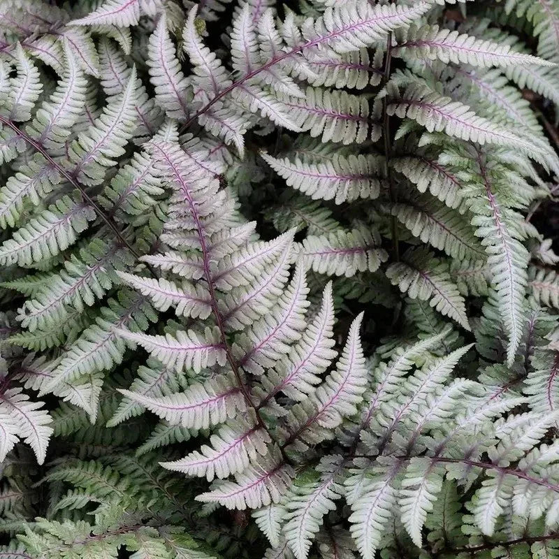 500 Japanese Painted Fern Spores Seeds