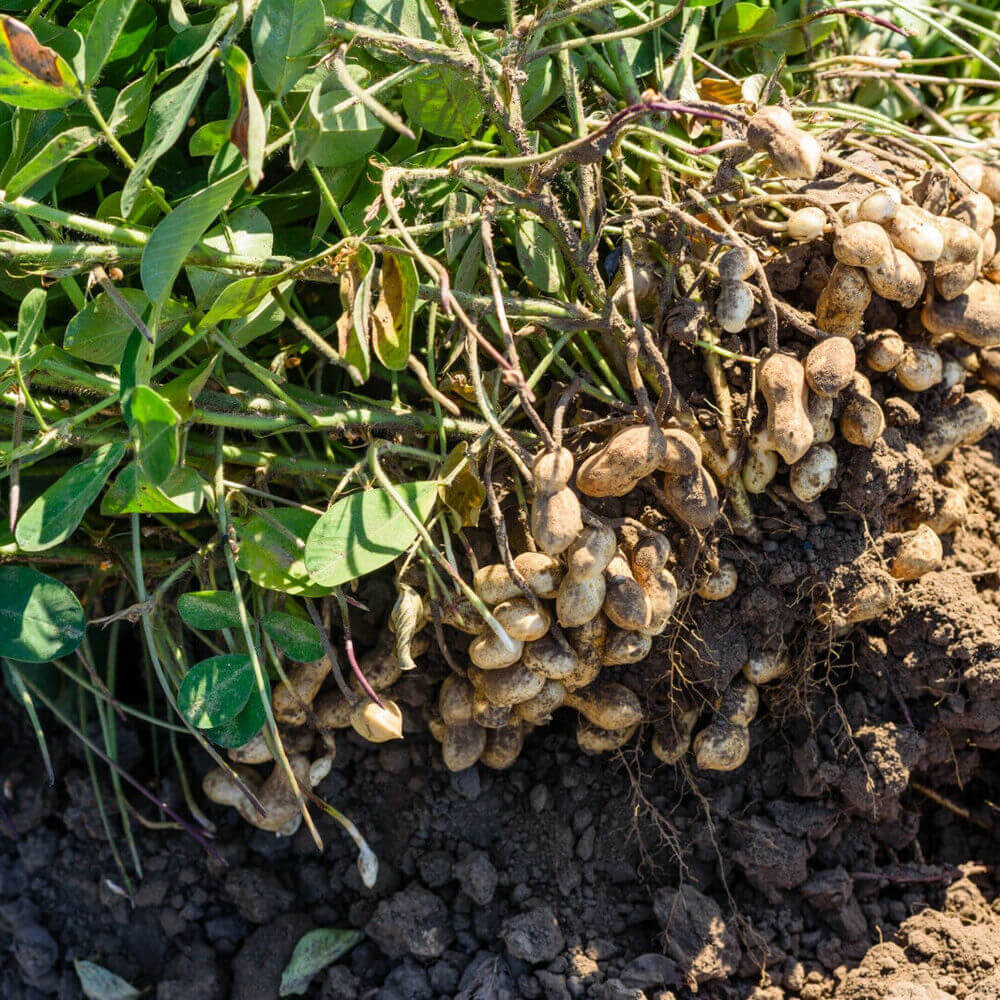 Jumbo Bailey Virginia Peanut Seeds