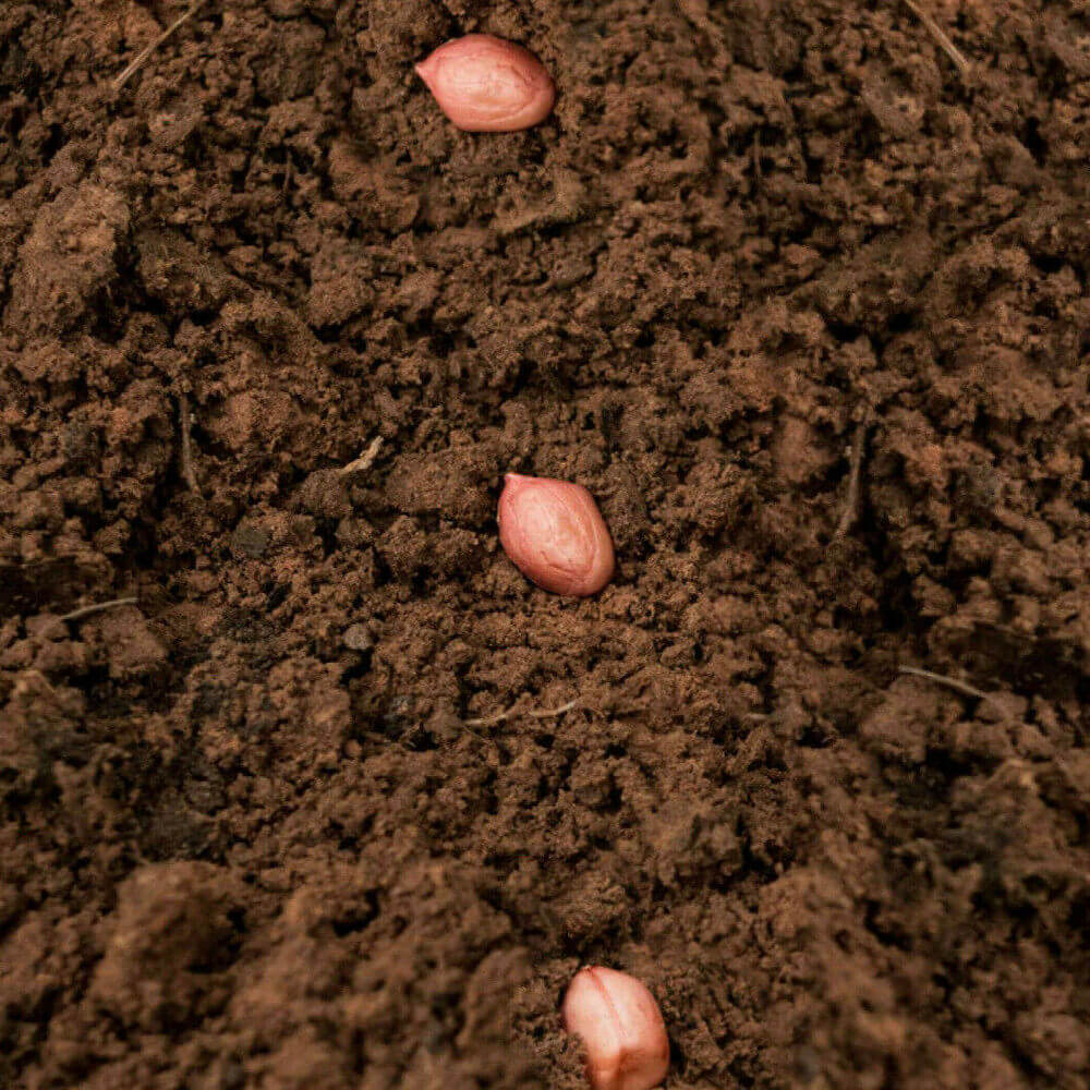 Jumbo Bailey Virginia Peanut Seeds