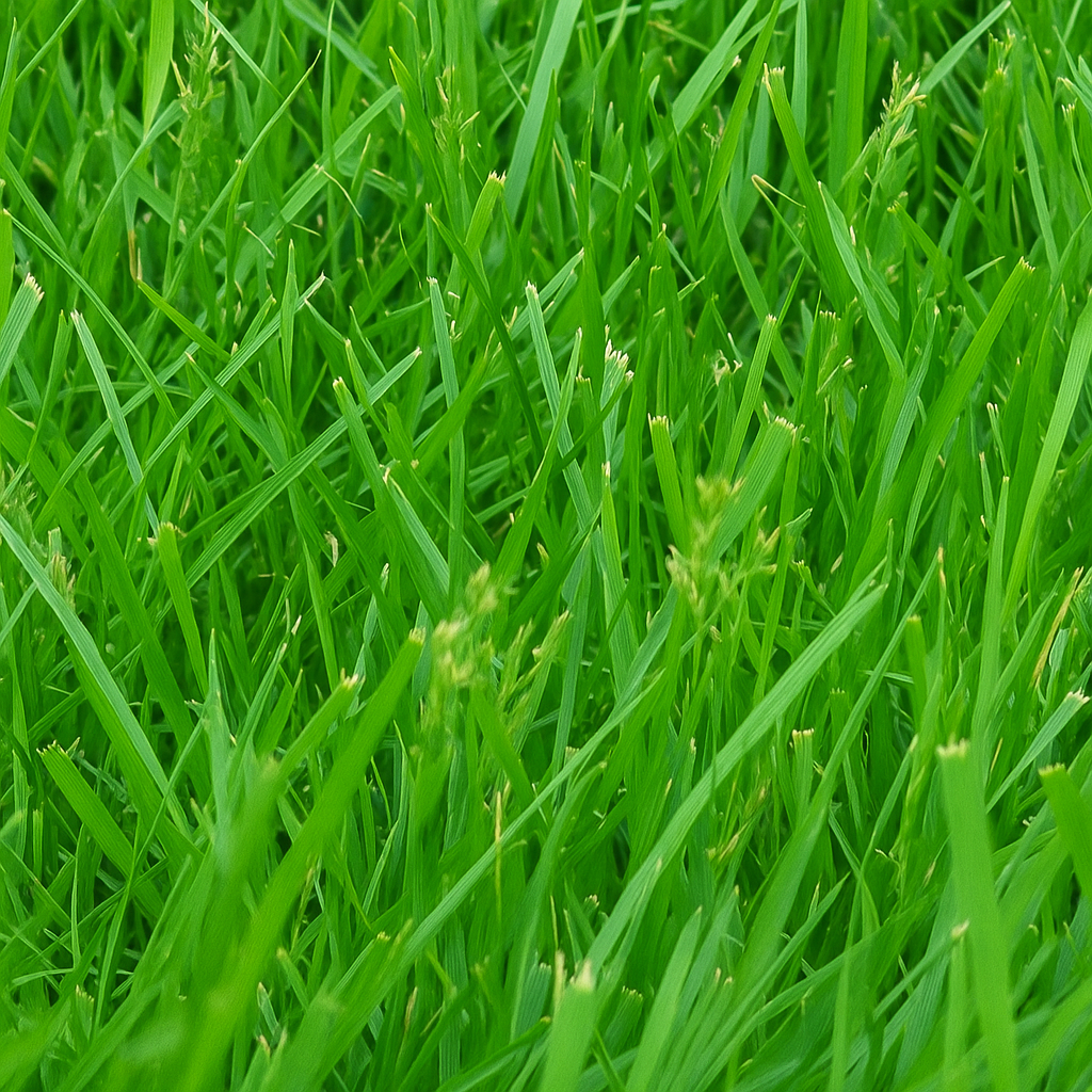 Kentucky 31 Tall Fescue Grass