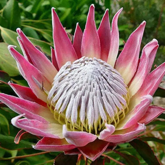 5 King Protea (Protea cynaroides) Seeds