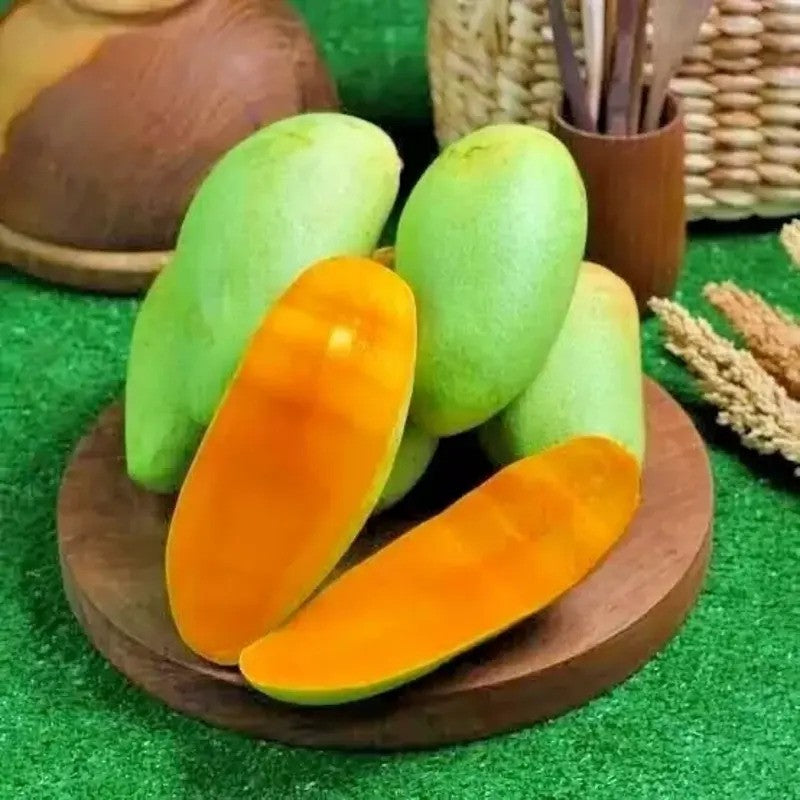 2 Kiojay Mango - Mangifera Indica Seeds
